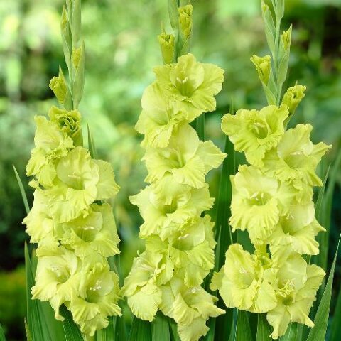Gladiolus Green Star - Gladiolo (10 BULBI)