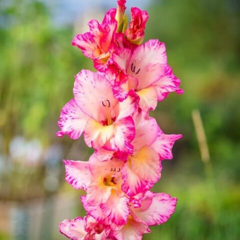 Gladiolus Priscilla - Gladiolo (10 BULBI)