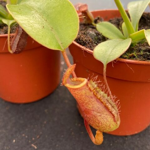 Nepenthes lowii x ventricosa (Carnivora) [Vaso 10cm]