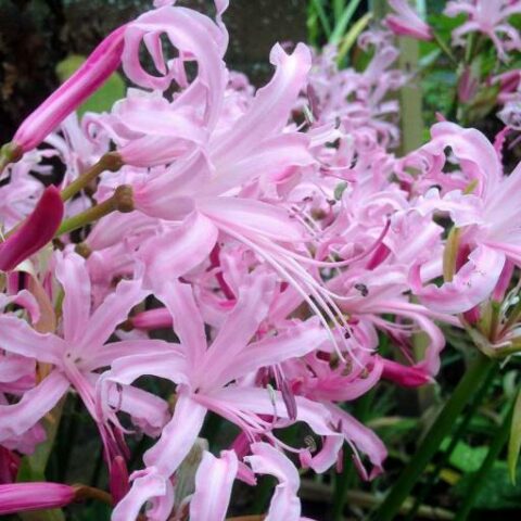 Nerine bowdenii (2 BULBI)