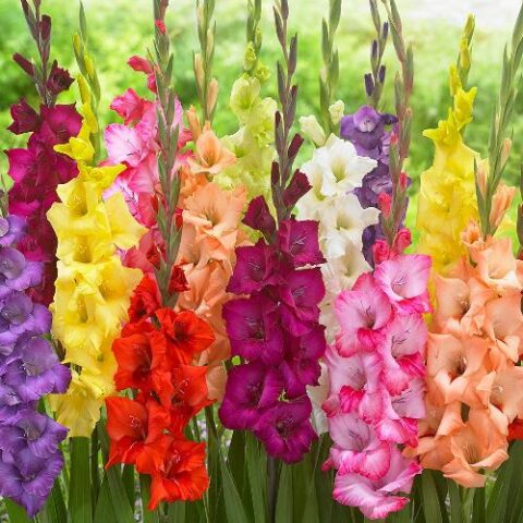 Gladiolus Butterfly Mixed - Gladiolo (10 BULBI)