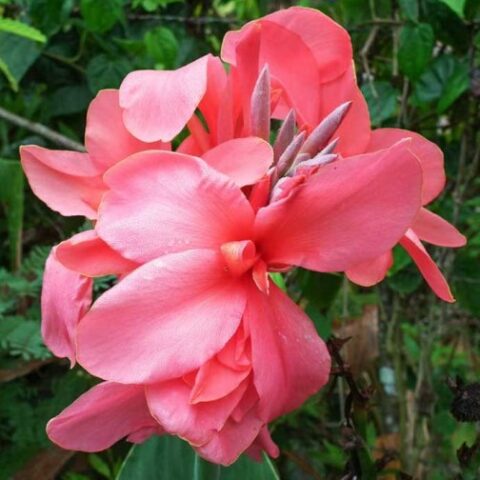 Canna Indica Shining Pink (1 BULBO)