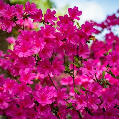 Azalea japonica "Amoena" [Vaso 19cm]