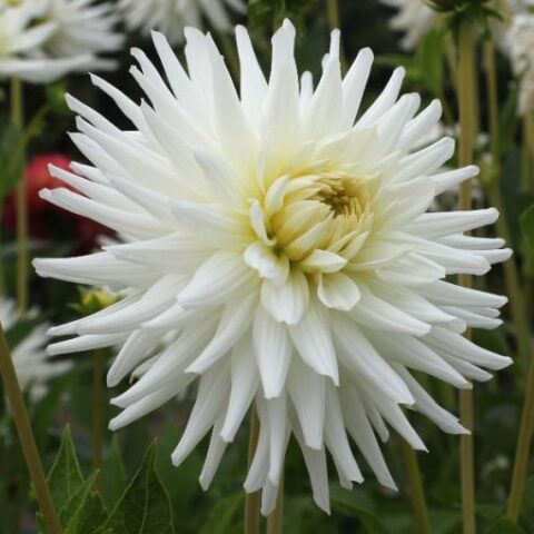 Dahlia cactus My Love - Dalia (1 BULBO)