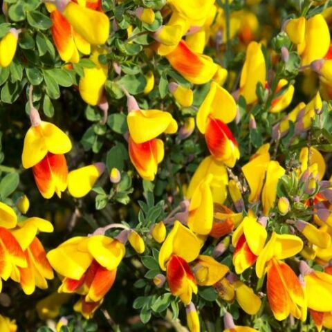 Cytisus "Firefly" (Ginestra) [Vaso 14cm]