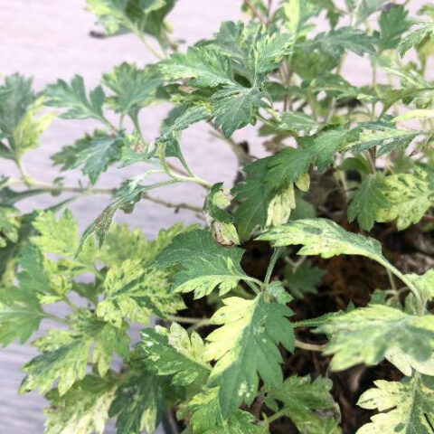 Artemisia vulgaris "Variegata" (Assenzio Inglese) [Vaso 14cm]