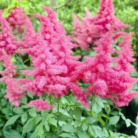 Astilbe Arendsii Pink (1 BULBO)