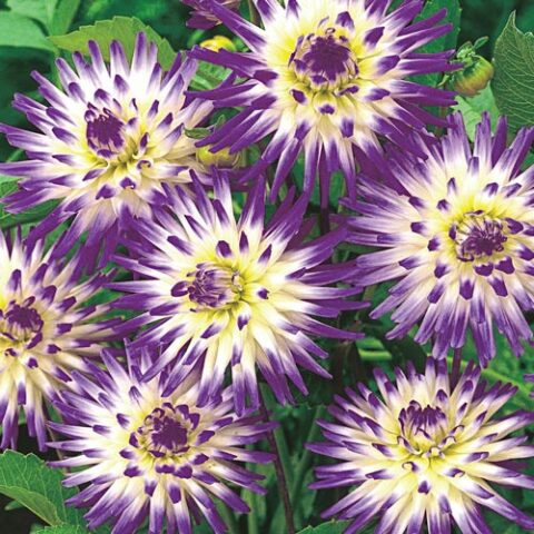 Dahlia cactus Veritable - Dalia (1 BULBO)