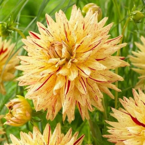 Dahlia cactus Hy Pimento - Dalia (1 BULBO)