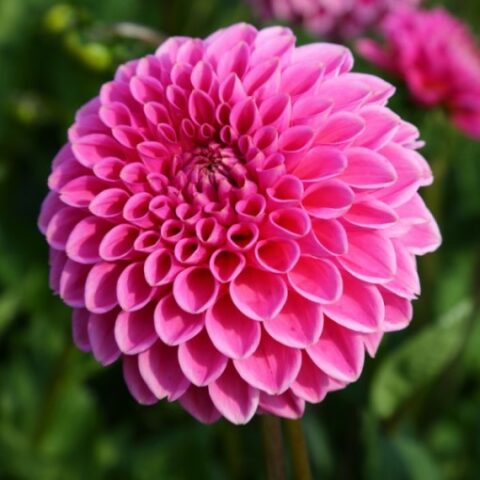 Dahlia Ball Sandra - Dalia (1 BULBO)