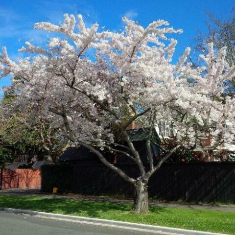 Prunus x yedoensis (Ciliegio da fiore) [H. 100-125 cm.]