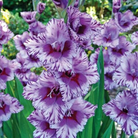 Gladiolus Passos - Gladiolo (10 BULBI)