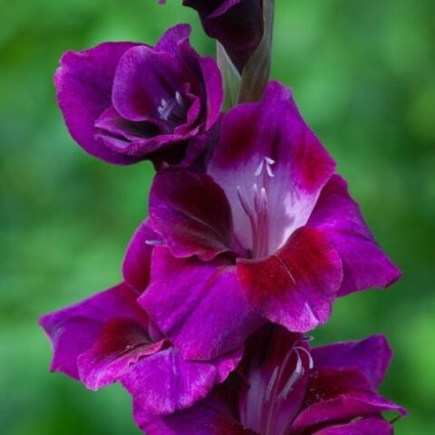 Gladiolus Velvet Eyes - Gladiolo (10 BULBI)