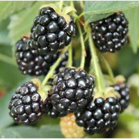 Mora Precoce Senza Spine (Rubus fruticosus) [Vaso 1,5 Litri]