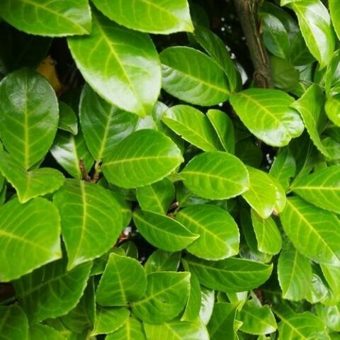 Prunus laurocerasus "Rotundifolia" (Lauro) [Vaso 18cm]