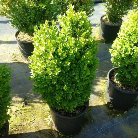 Buxus "Pumila Nano" (Bosso nano) [Vaso 17cm]