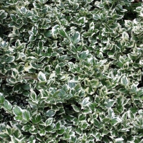 Euonymus fortunei "Emerald Gaiety" (Evonimo) [Vaso 18cm]