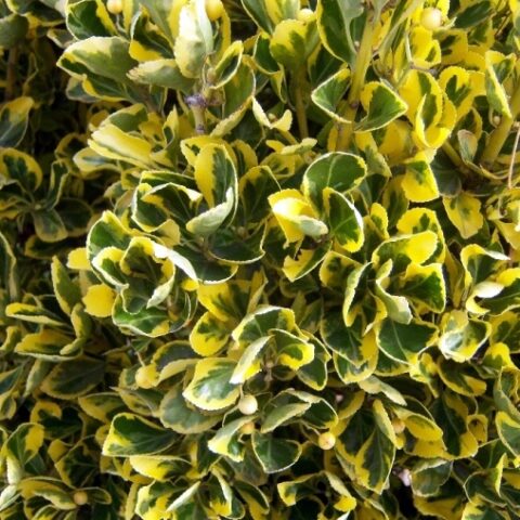 Euonymus japonicus "Aureus" (Evonimo del Giappone)