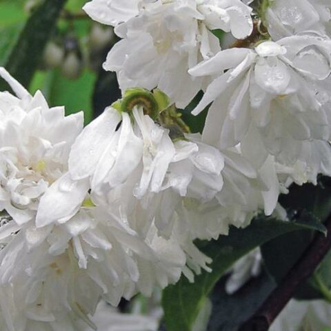 Philadelphus virginalis "Minnesota Snowflake" (Filadelfo) [Vaso 18cm]