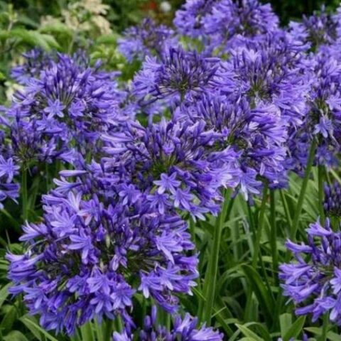 Agapanthus africanus "Dr. Brouwer" (Agapanto)