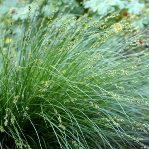 Carex divulsa (Carice) [Vaso 10cm]
