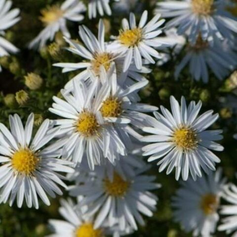 Aster dumosus "Apollo"