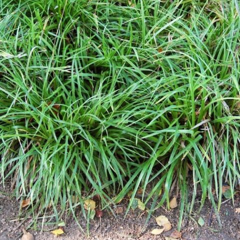 Carex flacca "Buis" (Carice) [Vaso 10cm]