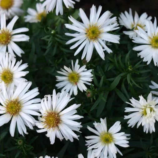 Aster dumosus "Kristina"