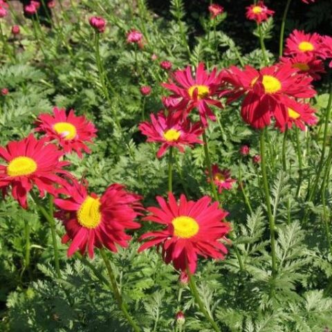 Chrysanthemum coccineum "Robinson Red" (Crisantemo)