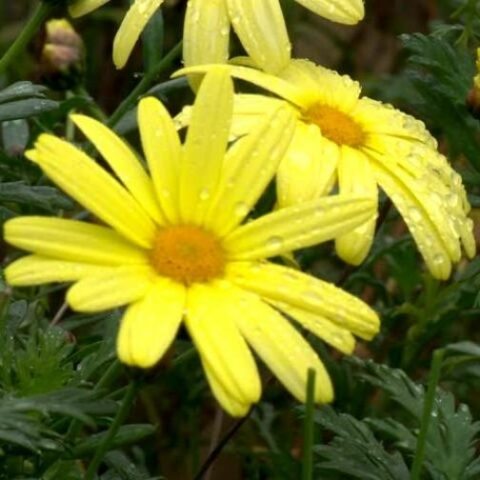Chrysanthemumx koreanum "Golden" (Crisantemo)
