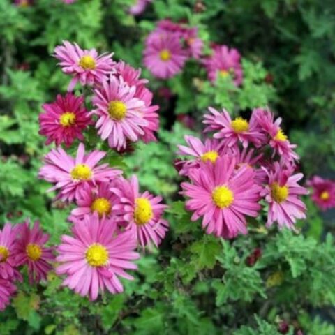 Chrysanthemumx koreanum "Rosa" (Crisantemo)
