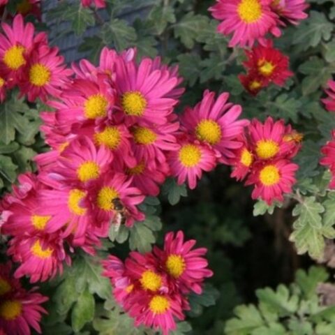 Chrysanthemumx koreanum "Viola porporato" (Crisantemo)