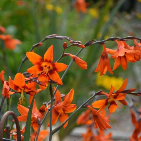 Crocosmia x crocosmiiflora "Emily Mackenzie" [Vaso 10cm]