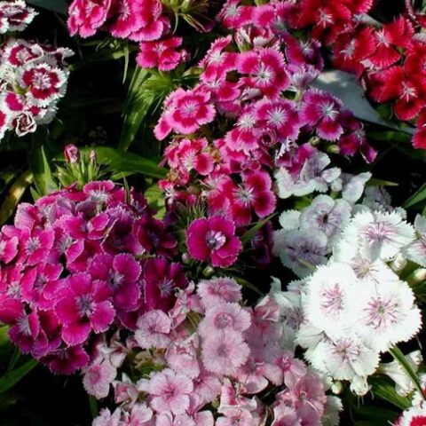 Dianthus barbatus nanus "Midget"