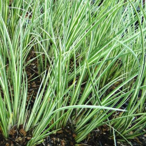 Acorus gramineus "Argenteostriatus"
