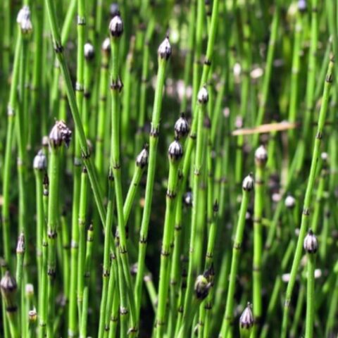 Equisetum variegatum (Equiseto)
