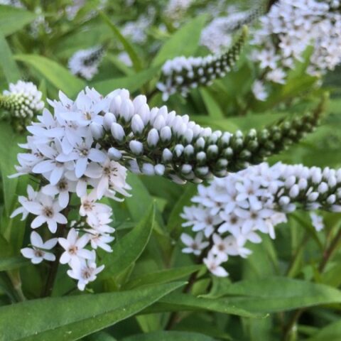 Lysimachia clethroides