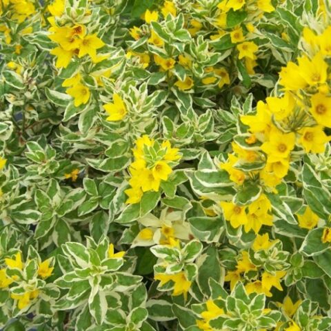 Lysimachia punctata "Alexander"