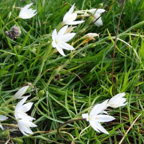 Schizostylis coccinea "Alba"