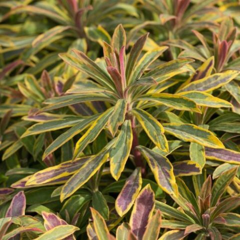 Euphorbia amygdaloides "Ascott Rainbow" [Vaso 18cm]