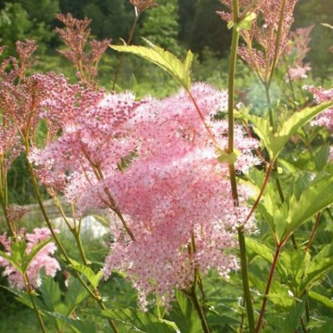 Filipendula palmata "Nana"