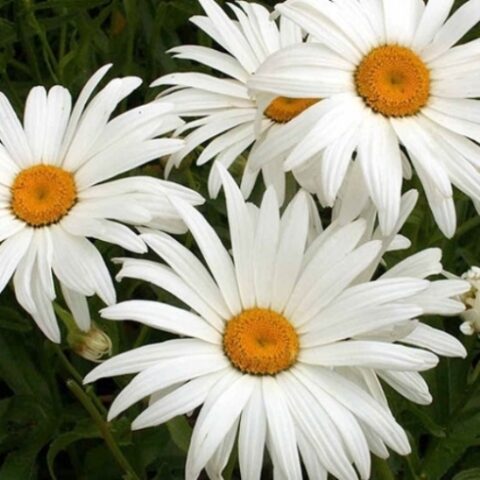 Chrysanthemumx koreanum "Vera" (Crisantemo)