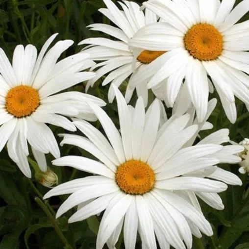 Chrysanthemumx koreanum "Vera" (Crisantemo)