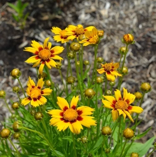 Coreopsis grandiflora "Heliot"