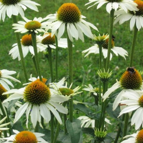 Echinacea purpurea "Baby Swan White"