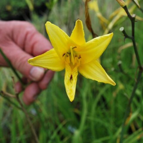 Hemerocallis citrina [Vaso 18cm]