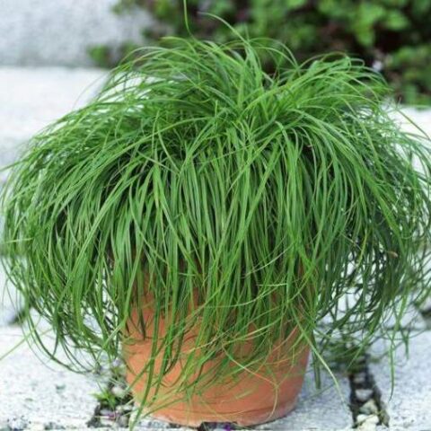 Carex caryophyllea "The Beatles" (Carice) [Vaso 10cm]