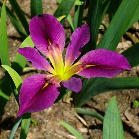 Iris x fulvala (Giaggiolo)