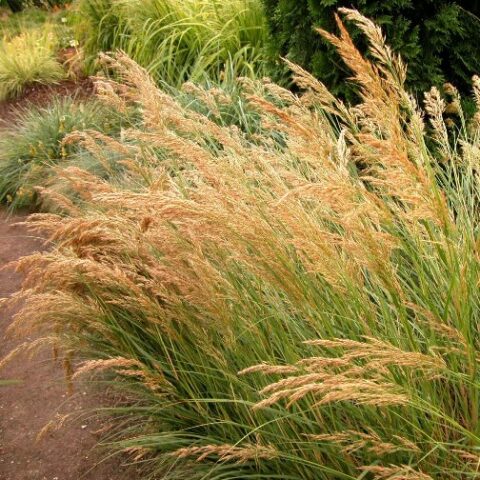 Achnatherum calamagrostis [Vaso 10cm]