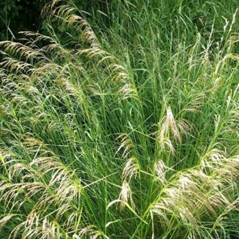 Deschampsia cespitosa"Pixie Fountain" [Vaso 10cm]